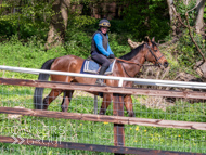 EL160424-19 - Emma Lavelle stable visit
